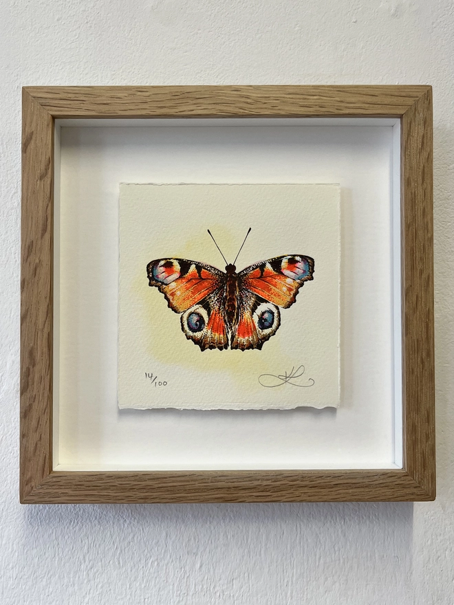Peacock Butterfly Screenprint