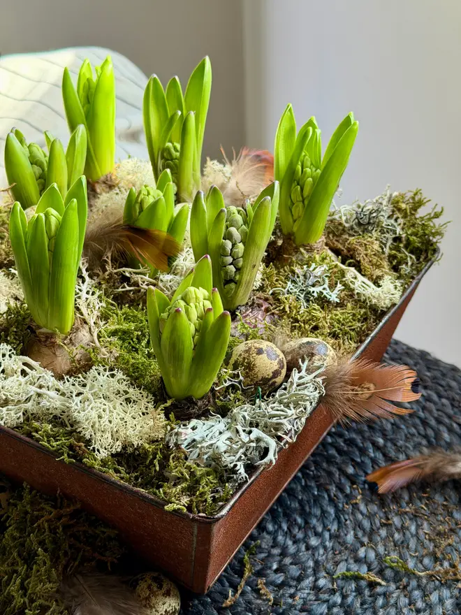 Closer image of Spring Hyacinths metal planter