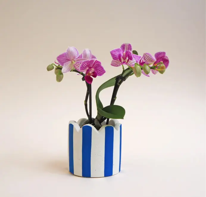 Small Scalloped Stripy Plant Pot. white ceramic pot with vertical coloured stripes set against a plain light background.