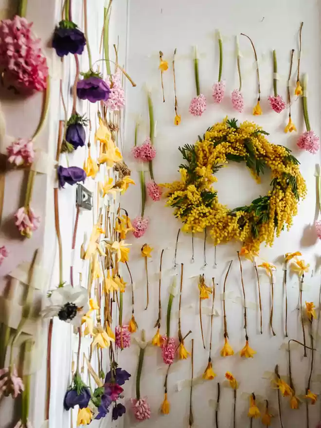 Dried Seasonal Mimosa Spring Wreath by MooKo seen on a wall surrounded by single dried flowers.