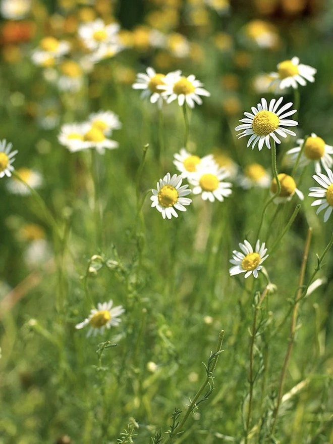 Greener Pastures Gin - Batch 2