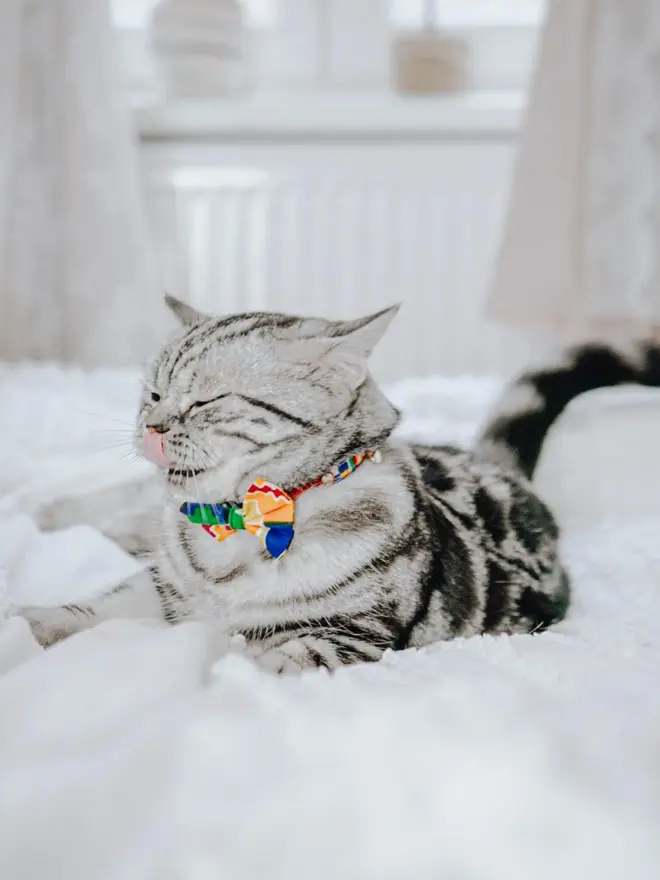 Colourful bow tie on a cat