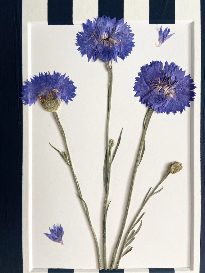 Close up of pressed blue cornflowers 