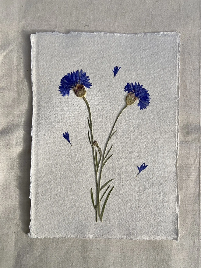 pressed cornflowers on handmade paper