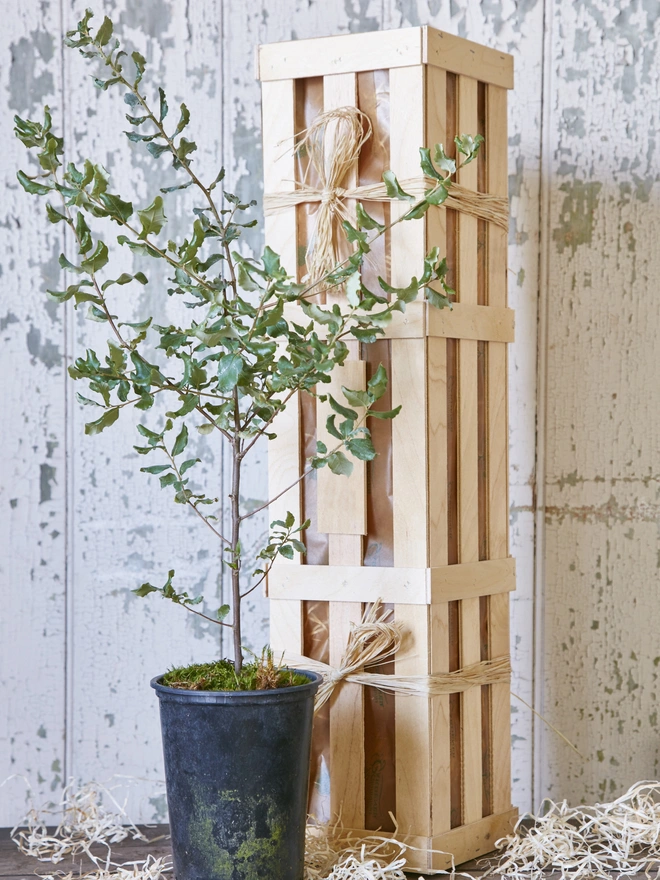 evergreen oak plant with personalised slate label packaged in a wooden gift crate