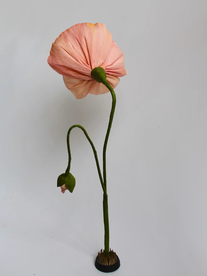 Leo Flowers Icelandic Poppy