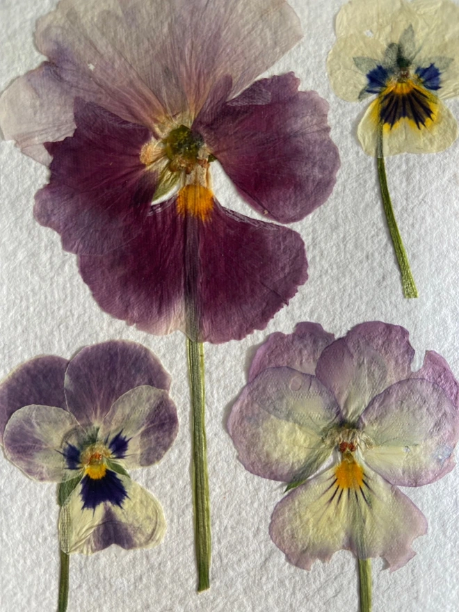 Close up of pressed pansy flowers