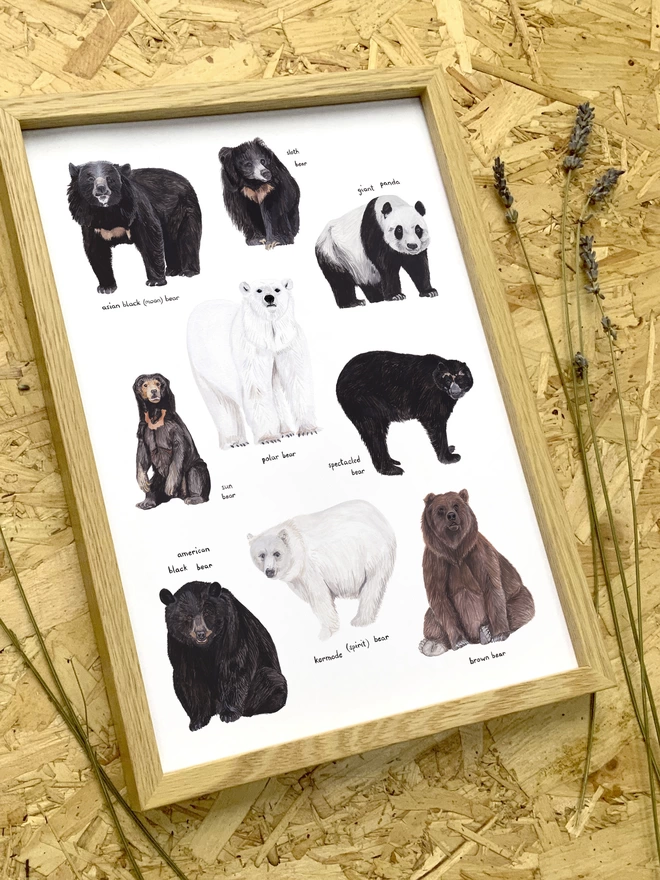 a print with a white background featuring illustrations of the bears of the world