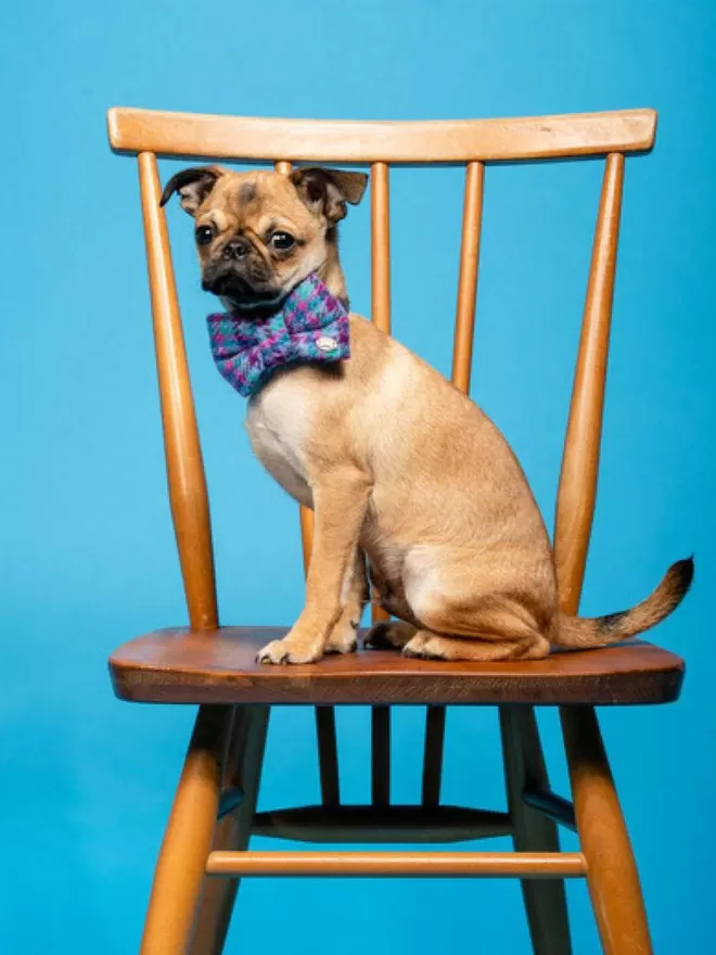 Sabini Dog Bow Tie | Harris Tweed