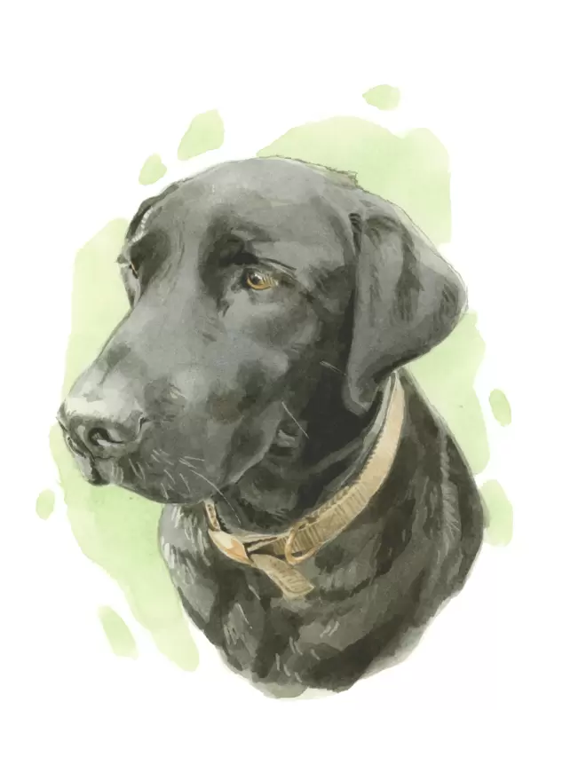 a 12" x 9" Bespoke watercolour painting of Bailey the Black Labrador by Robert James Hull
