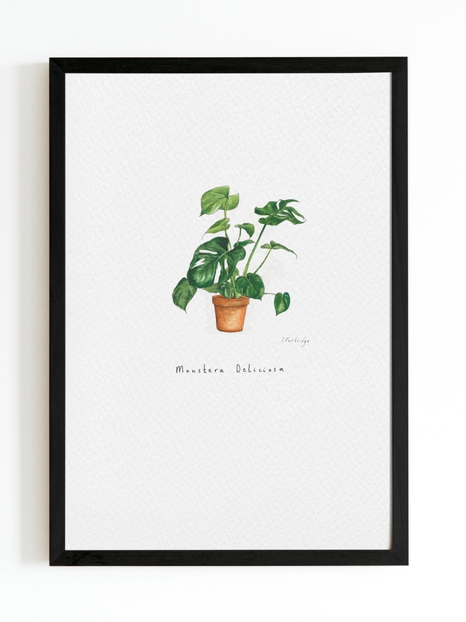 Art print with Monstea Deliciosa (swiss cheese plant) house plant in terracotta pot, beautifully painted in watercolour on white background with black frame around