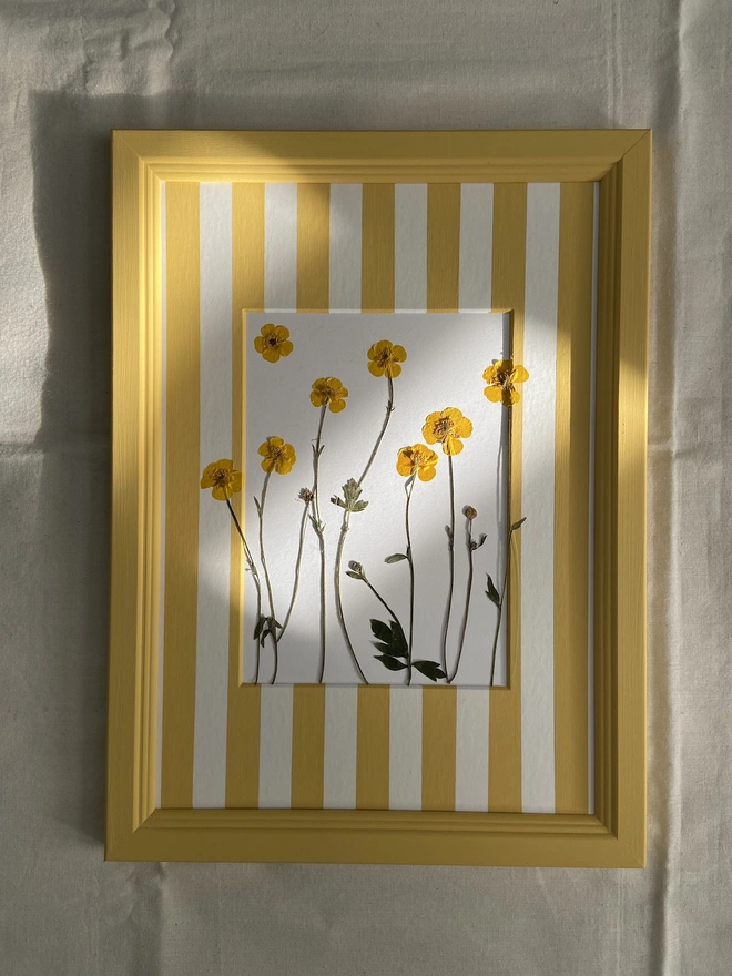 Pressed buttercup flowers in a painted stripe mount and yellow painted frame