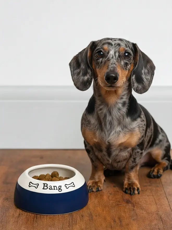 mini dachshund dog bowl in indigo