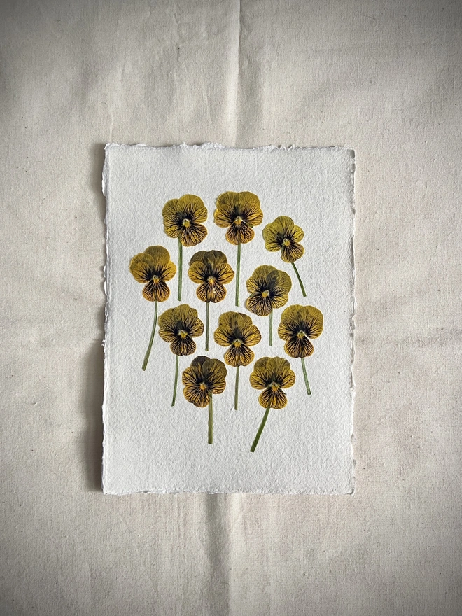 pressed yellow stripe pressed pansy flowers