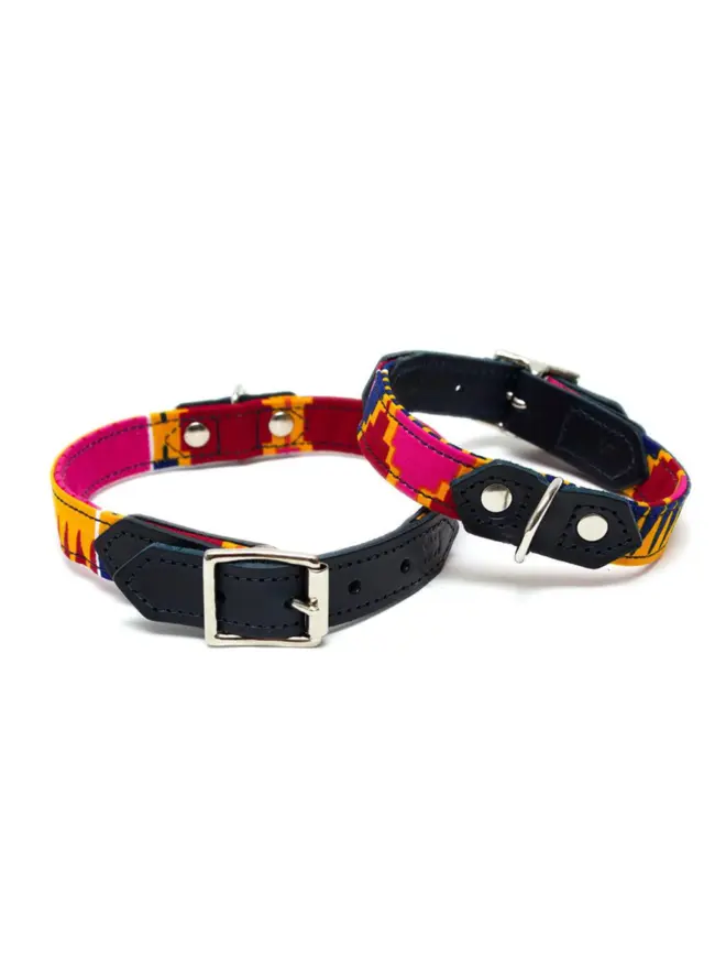 Cute dog wearing a colourful dog collar