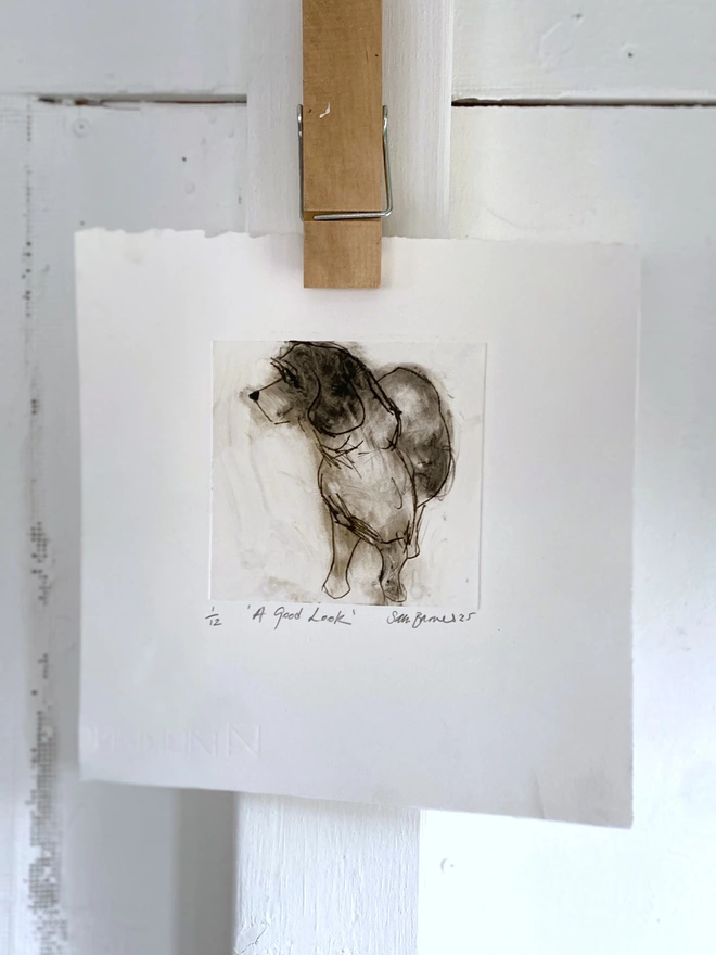 'A Good Look'. Handmade Dog Drypoint Print by Samantha Barnes