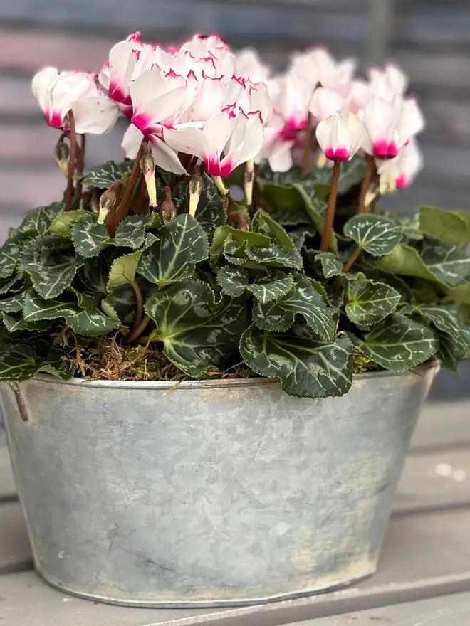 Fresh Cyclamen In Zinc Potted Planter