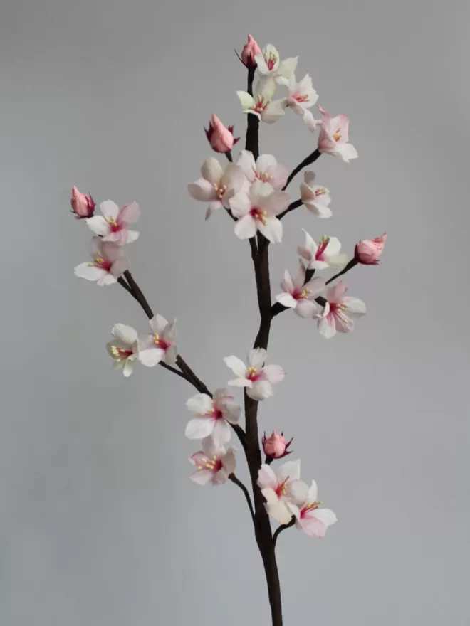 Everlasting Paper Blossom Flower