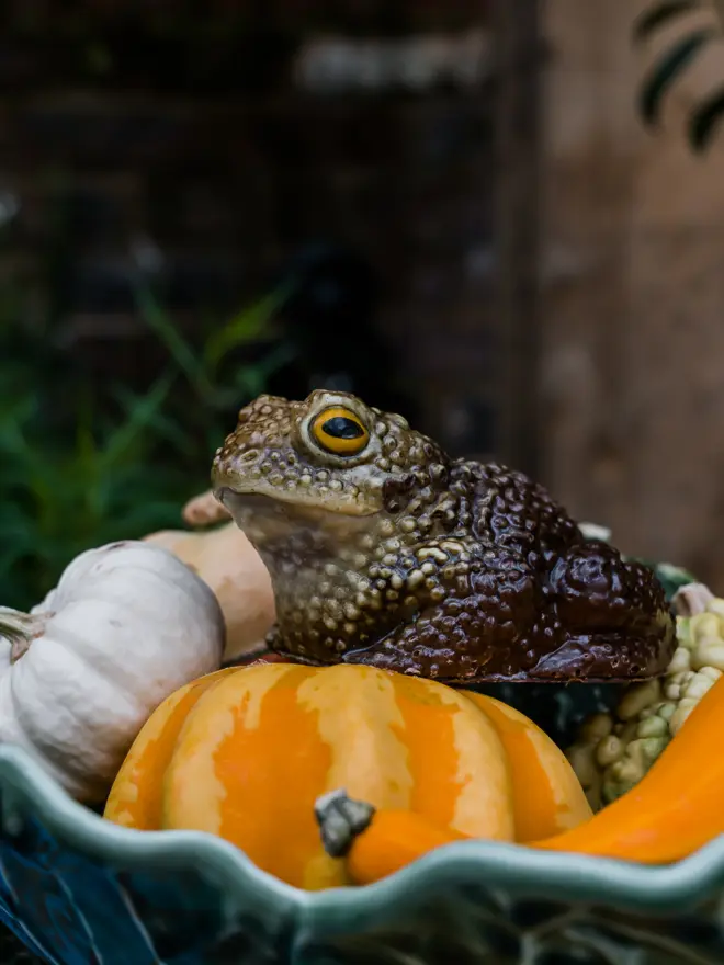 Chocolate Toad
