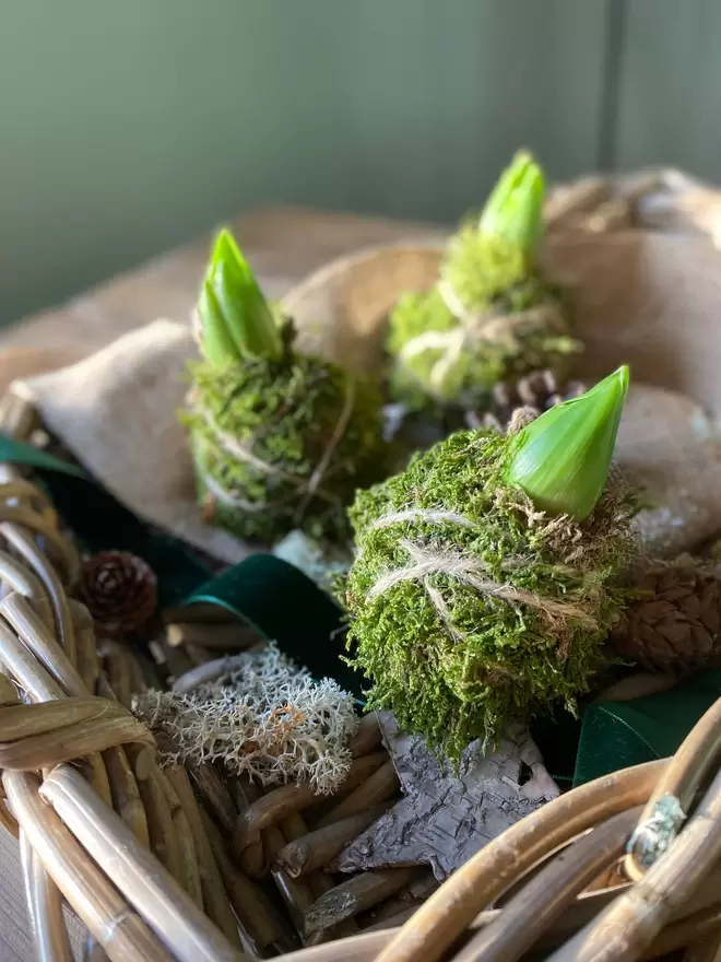 Three individual Hyacinth Kokedama bulbs wrapped in moss and soil,  string attached to hang in any location, sits in a small wicker basket with a pine cone, a dark green velvet ribbon one cm wide hangs across the basket, together with a thicker band of hessian looking material drapes over the basket, dried moss and a wooden bark star can also be seen.