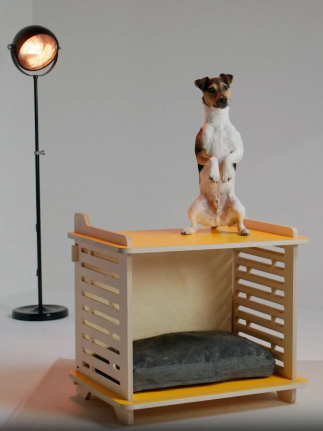 parsons terrier standing on top of wooden yellow dog crate