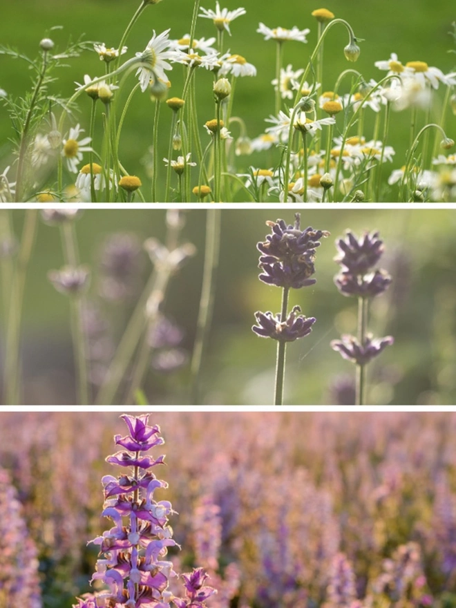 The Scented Garden Seed Pack