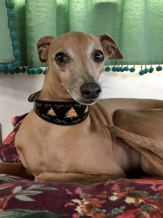 Small/ Medium Festive Christmas Leather Sighthound Collar