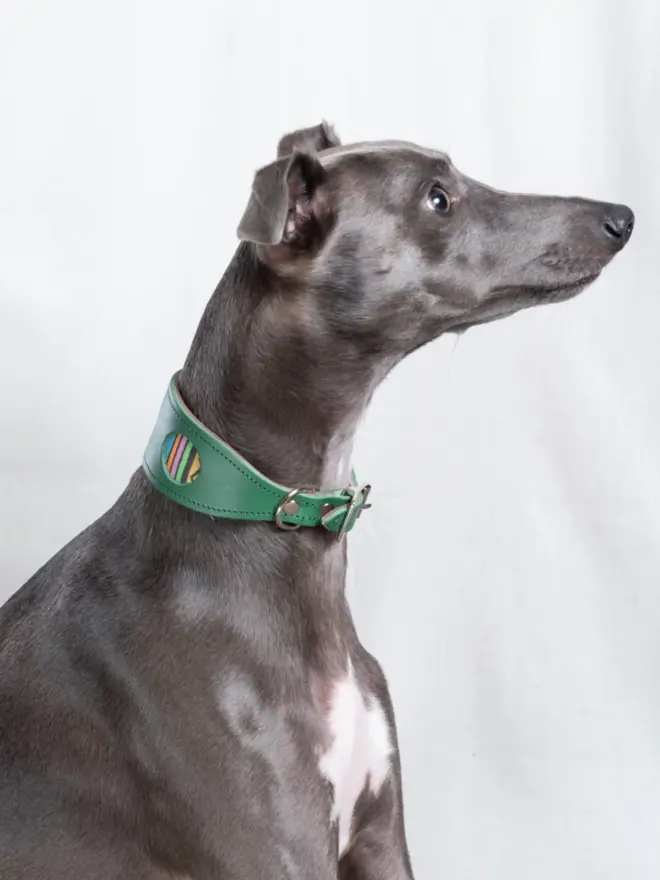 Dog wearing a rainbow stripe hound collar