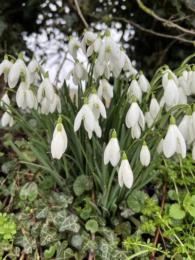 Snowdrop flowers