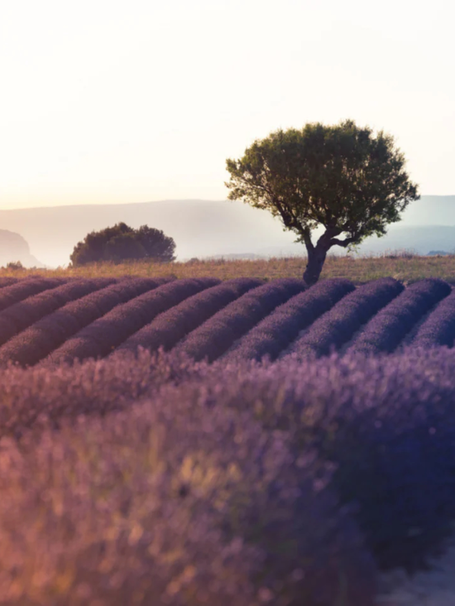 wine vineyard scenery photo