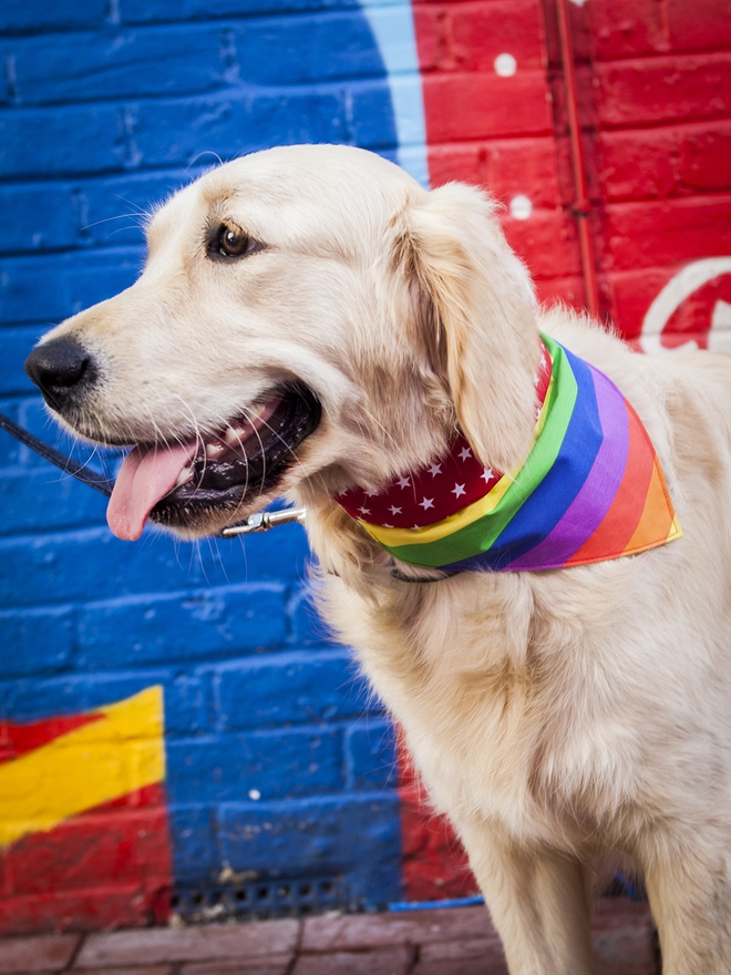 Tie On Pride Rainbow and Red and White Star Print Double Sided Dog Bandana