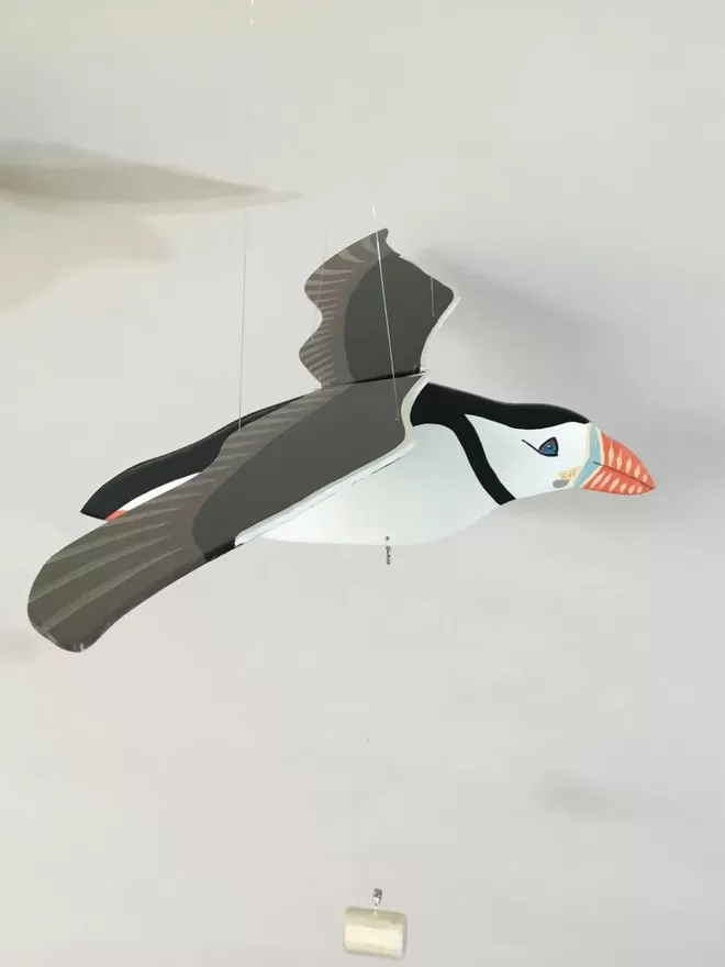 Side view of puffin with orange beak and bluck and white body against a white wall to see wingspan