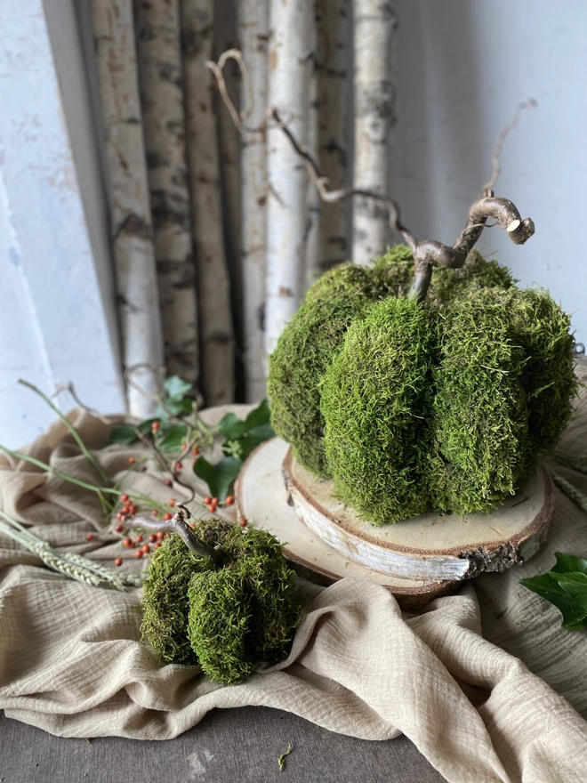 Two Hand Formed Dried Moss Pumpkin with Corylus Stalks, on display with sprigs of red berries, atop soft ruffled cloth