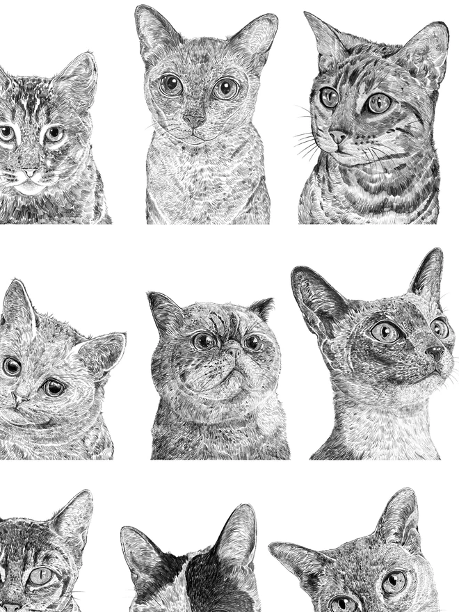 Detail of cat collection art print