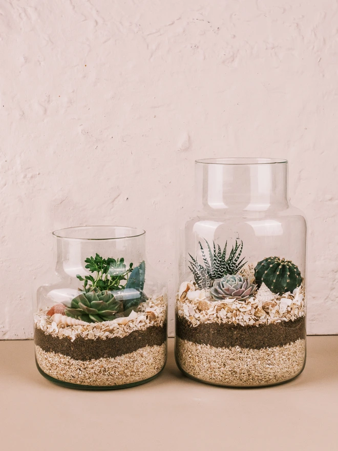 Small & Large Seascape Terrarium Kit