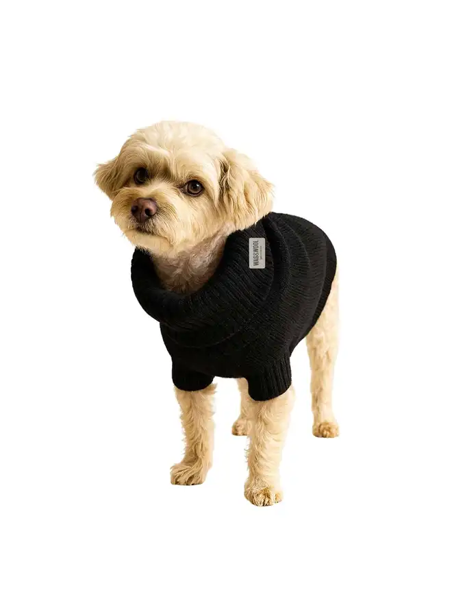 black dog jumper