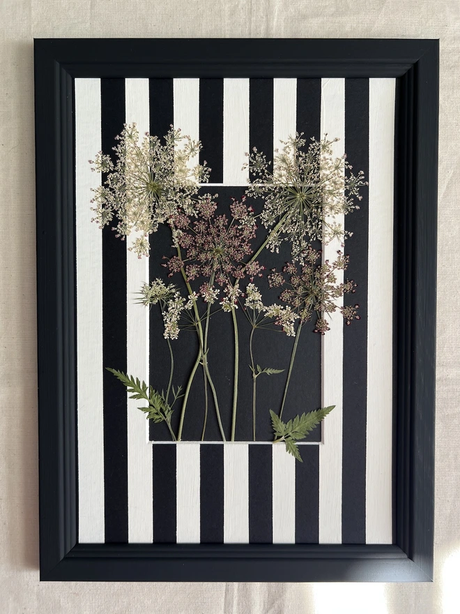 pressed wild cow parsley in black painted wooden frame