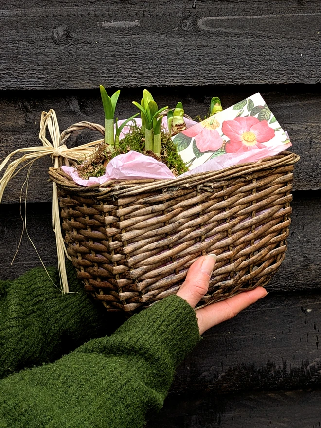 Spring Bulbs in Wall Hanger Wicker Basket w/ Coir Pots planted up