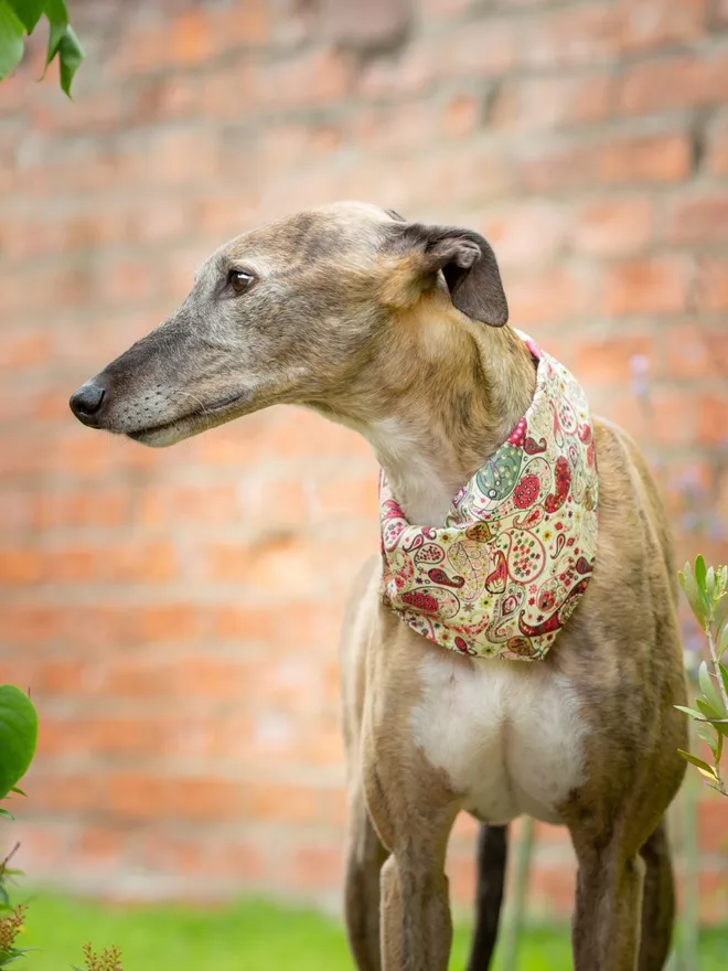 Pomegranate Carnaby Street Dog Bandana