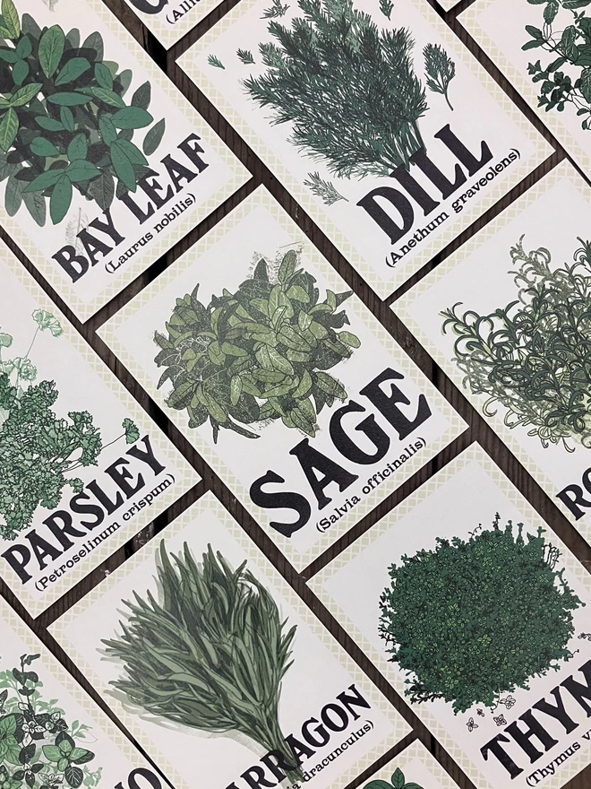 Herb Postcard Pack flat lay of different illustrations