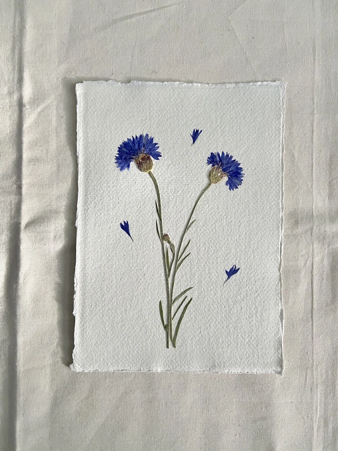 pressed blue cornflowers artwork on handmade paper