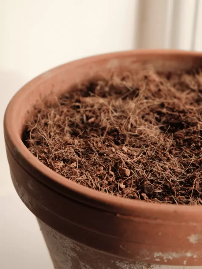 peat-free coir compost in terracotta plant pot