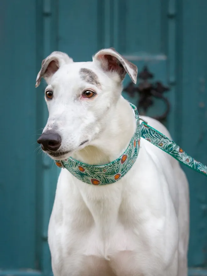 Piper Peacock Dream House Dog Collar