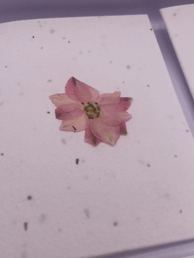 Close up of pressed flower