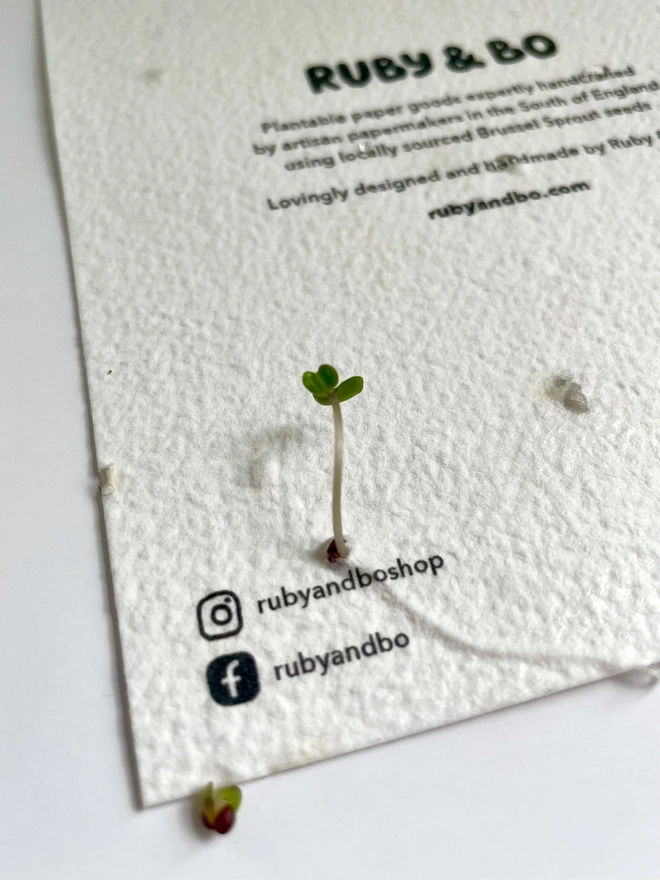 Back of Ruby & Bo Plantable Brussel Sprout Card growing sprout seedlings