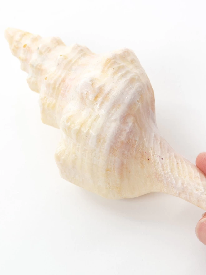 Large conch sea shell made in white chocolate held between a person's fingers