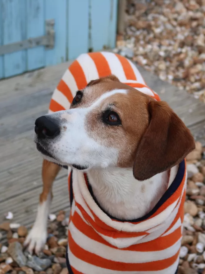 Orange Towling robe by Harbour Hounds. 100% absorbent cotton. Popper fastening, tail hole and full belly coverage. 