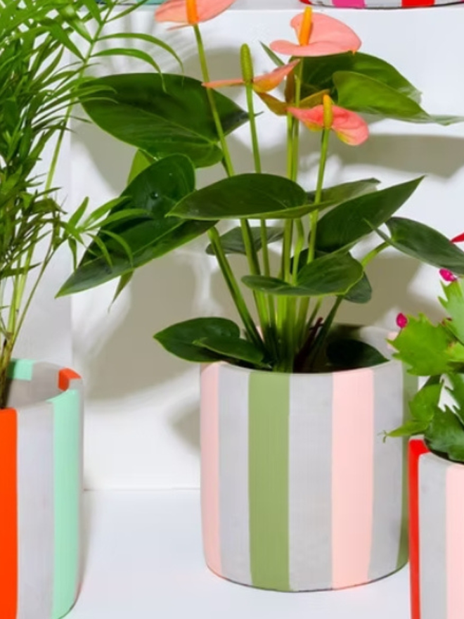 coloured stripes concrete plant pot. a grey plant pot decorated with pink and green stripes.