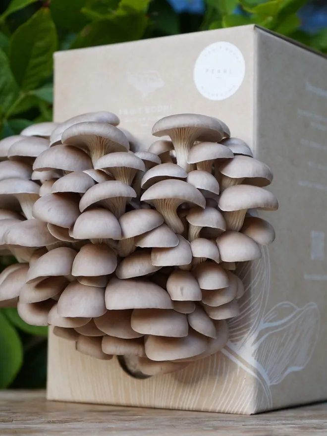 Pearl Oyster Mushroom Grow Kit