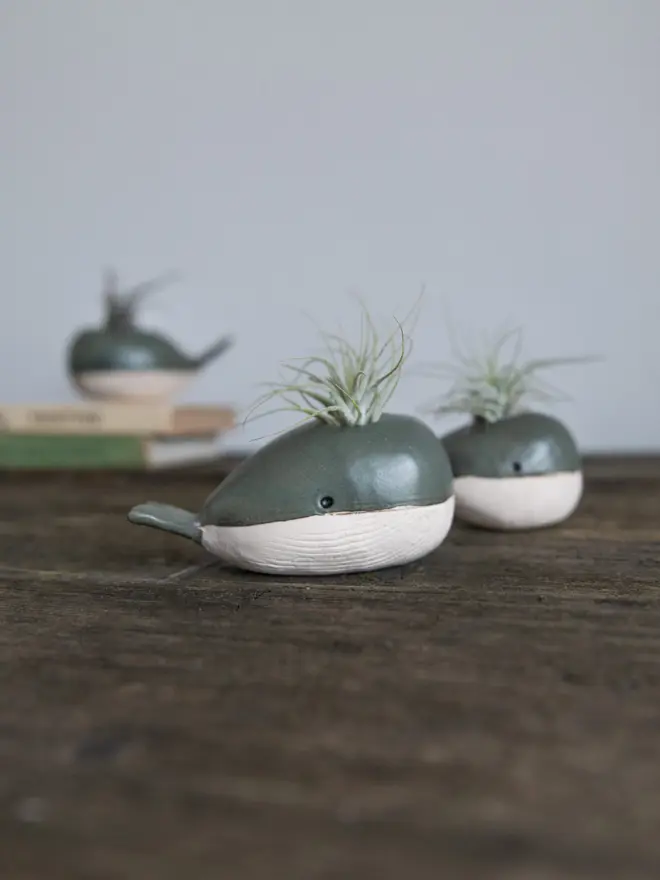 A small and mini whale vase facing to the right. Both vases have small ionantha air plants in their spouts
